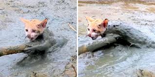 man sees kitty sinking in a bog