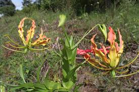 Image result for Gloriosa sessiliflora