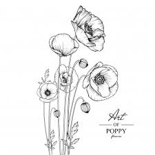 Did you scroll all this way to get facts about poppy flower drawing? Poppy Leaf And Flower Drawings Poppy Drawing Flower Line Drawings Flower Drawing