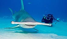 Once hammerhead pups reach adulthood, they take their place at the top of the food. Hammerhead Shark Wikipedia