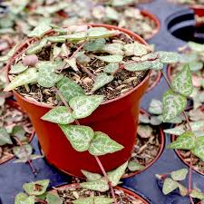 Image result for Ceropegia rubella