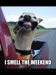Happy Friday Such A Cute Dog Pic Friday Dog Weekend Humor Funny Animals