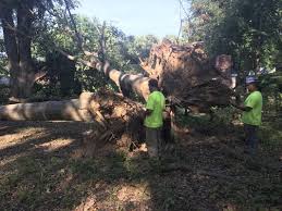 Hire the best tree services in memphis, tn on homeadvisor. Jeff S Tree Service 3962 Brennan Dr Memphis Tn Tree Services Mapquest