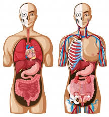 Anatomy chart what is an anatomy chart? Premium Vector Parts Of Boy Body Name