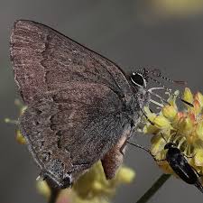 Image result for Satyrium sceptrum