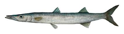Fishing Limits Pirsa