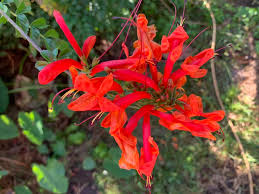 Image result for Tecomaria nyassae