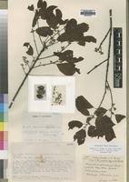 Image result for Pouteria altissima