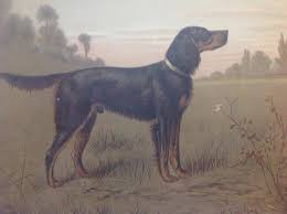 Maybe you would like to learn more about one of these? H Sperling Fur Wilhelm Greve Gordon Setter Hund Antike Chromolithografie Eines Reinrassigen Hundes Bei Pamono Kaufen