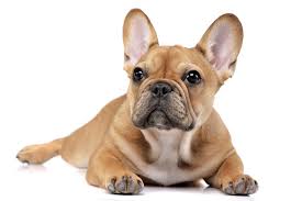 French Bulldog 101 Ultimate Guide To Owning A Frenchie