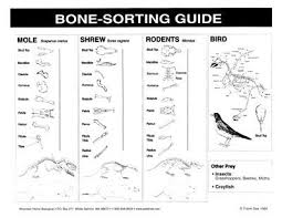 Owl Pellet Bone Chart Free Www Bedowntowndaytona Com