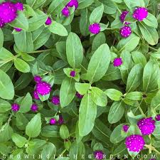 Arizona annual flower planting guide: Arizona Annual Flowers A Visual Guide For Low Desert Flowers Growing In The Garden
