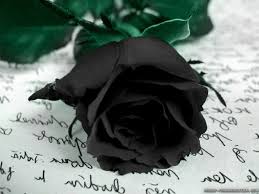 See more ideas about flowers, beautiful flowers, planting flowers. Do Black Roses Actually Exist In Nature Homegrown