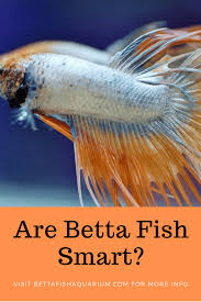 Are Betta Fish Smart Betta Fish Betta Fish