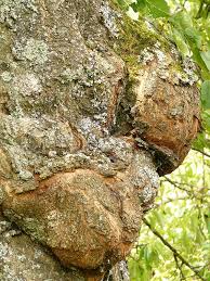 A lack of leaves, signs of dry, brittle or weak wood, cracks on the trunk, or areas of decay can. How To Save A Dying Tree With Guaranteed Success