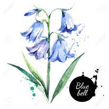 Fully editable, easy color change. Hand Drawn Watercolor Bluebell Flower Illustration Vector Painted Royalty Free Cliparts Vectors And Stock Illustration Image 92872687