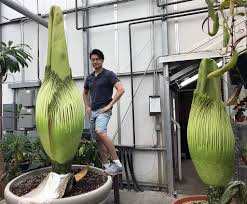 We Bloomed Two Corpse Flowers Just Days Apart Orchidweb