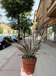 Image result for Euphorbia platycephala