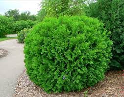 ✅ free shipping on many items! Choosing Evergreens For Your Landscape Umn Extension
