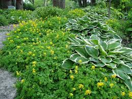 Image result for Corydalis