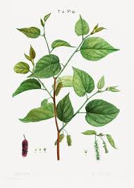 Image result for Morus