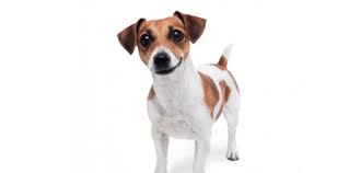 Etre Violent Avec Son Chien Pourquoi C Est Vraiment Une Mauvaise Idee Sciences Et Avenir