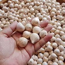 Family sciuridae ini menjadi salah satu hewan liar yang populer untuk peliharaan. 10 Jenis Unik Bawang Putih Di Dunia Yang Jarang Kita Ketahui