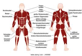 This particular vertebra has a complete articular facet and the thoracic spinal nerves passes out under it. Muscle Chart With German Names Male Body With The Largest Human Muscles Divided Into Ten Labeled Cards With Names Stock Photo Alamy