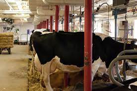 Dairy Cattle Wikiwand