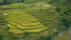 Website Resmi Dinas Pertanian Kabupaten Lumajang