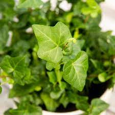 Freshwater plants grow near the amazon river. English Ivy Plant Care Growing Guide