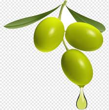 Other cultivars do not make fruit until they are five to twelve years old. Olive Fruit Olive Oil Food Olive Olive Oil Fruit Png Pngwing
