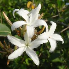 Image result for Ancylobothrys amoena