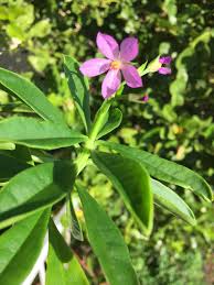 Image result for Haplocoelum