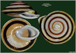 Colour of the foot is very dark. Caracolus Sagemon Coutini Clench And Aguayo 1951