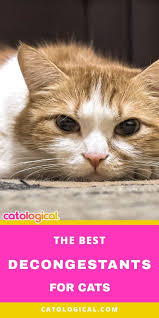 Does Your Cat Suffer From Breathlessness Sneezing Coughing Crusty Formation Around The Nostrils Watering Eyes Or O Cat Sneezing Cat Sneezing Remedies Cats
