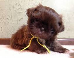 Rehome buy and sell, and give an animal a forever home with preloved! A Beautiful Chocolate Female Shih Tzu Puppies For Sale For Sale In Yakima Washington Classified Americanlisted Com