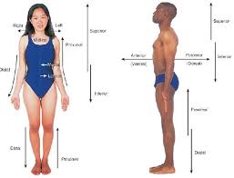 Anatomy And Physiology Science Olympiad Student Center Wiki