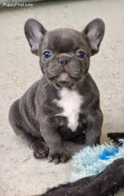 French Bulldog Black And White Blue Eyes Top 10 Most Affectionate Dog Breeds The Pet S Smarty Blue French Bulldog Puppies French Bulldog Puppies Bulldog Puppies