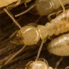Avalon, carson, catalina, dominguez, dominguez hills, el porto, el segundo, fort macarthur, gardena, harbor city, harbor gateway, hawthorne, hermosa beach, lawndale, lomita, manhattan. Pest Control Catseye Pest Control