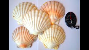 Accusé d'avoir franchi une zone réservée, une embarcation britannique a été prise à parti par un bateau français qui. Comment Augmenter Le Taux Vibratoire D Un Lieu Avec Le Pouvoir De La Coquille Saint Jacques Youtube