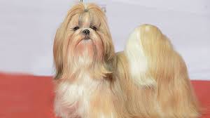We did not find results for: Shih Tzu 10 Vital Dog Breed Information On The Cute Companions Petmoo