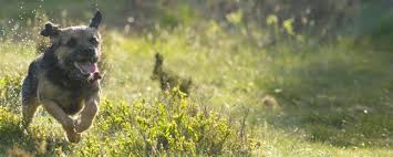 Index of Pedigree Border Terriers