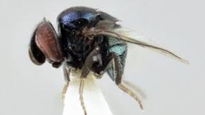 Dan jika itu betina mungkin juga akan bertelur. Spesies Lalat Baru Ditemukan Di Inggris Keberadaanya Bantu Petani Jeruk