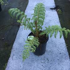 Image result for Cyathea cf. humilis