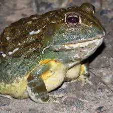 Image result for Pycreus africanus