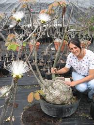 Image result for Pseudobombax