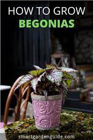 Grow Begonias In Pots With This Awesome Begonia Rex Care Guide Begonias Have Fantastic Foliage Which Will Brighten Up Your Hom Begonia Plants House Plant Care