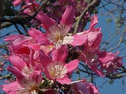 Silk floss treeaccording to botanical sites and wikipedia this is what i have come up. Silk Floss Tree Chorisia Speciosa 3 Seeds Buy Online In Montenegro At Montenegro Desertcart Com Productid 97882655