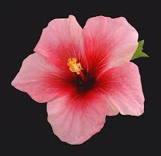 Discover a great bunch of pictures of flowers. Single Hibiscus Flower On A Black By Rosemary Calvert